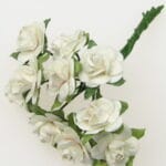 Τριαντάφυλλα λευκά